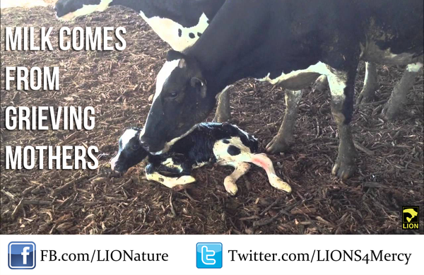 DuckDefenders's tweet photo. Love cows? Don't drink milk! #GoVegan http://t.co/1iKIchLZfc
