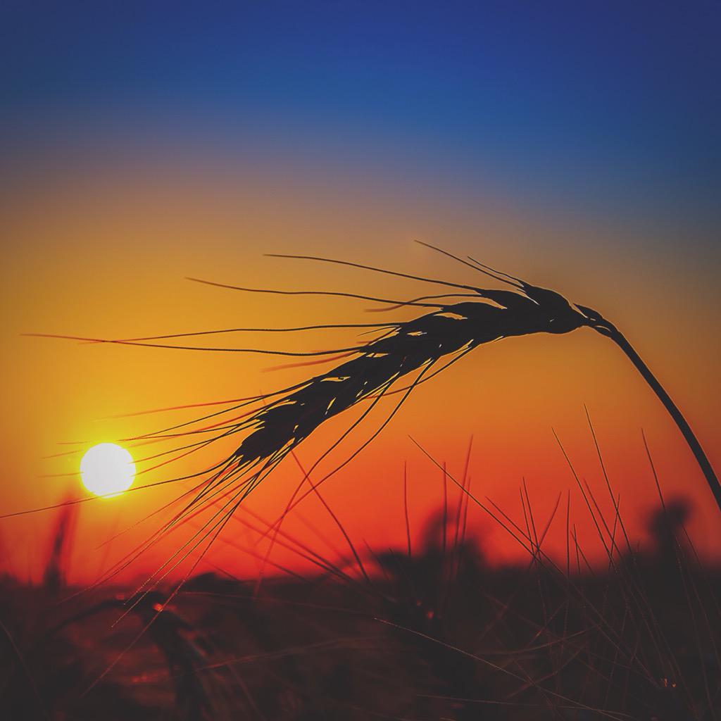 Ripening ears. Summer sunsets. #prairieproud