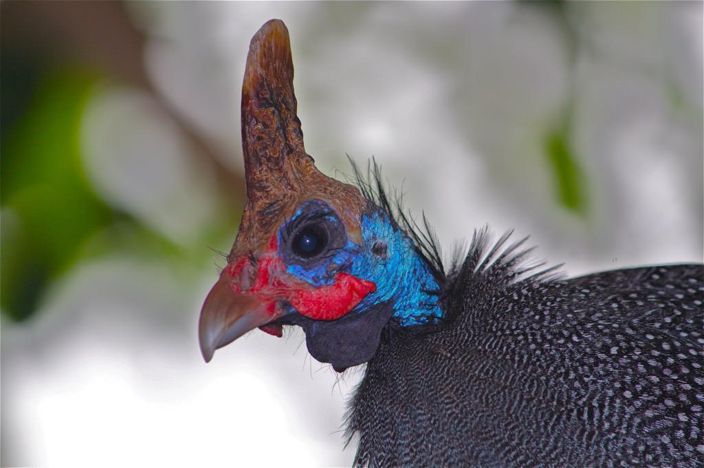 BirdTrivia's tweet photo. Helmeted Guineafowl are known to have been domesticated by the ancient Greeks &amp; Romans. #birds #Greeks #Romans http://t.co/b9JEh1uXAa