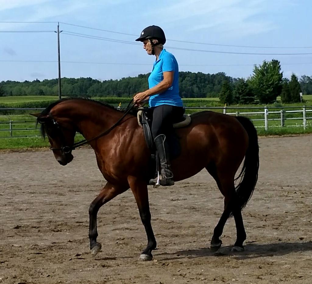 bigfillyadv's tweet photo. You will never soften a horse with pain - L. L Bigfilly http://t.co/w0ZMBlhB0u