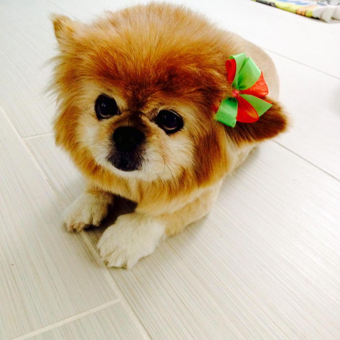 trmagnussen's tweet photo. #ewoks are #padrespets http://t.co/CD13otg6vr