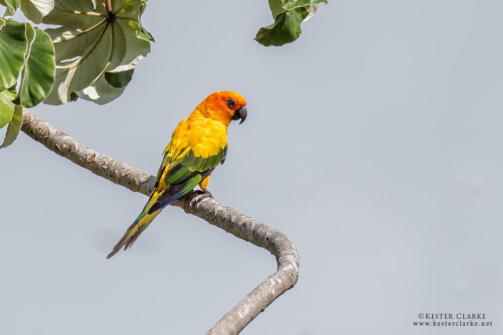 ParrotOfTheDay's tweet photo. Wednesday #ParrotOTD is the sun conure (Aratinga solstitialis) of north-eastern South America. Pic by @kesterclarke http://t.co/HkmY7HeEXV