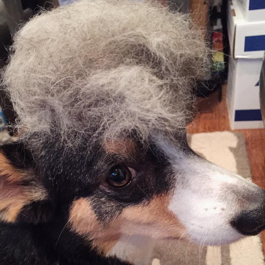 Corginista's tweet photo. #DonaldTrump has nuttin on my hairdo. There will be hell toupee for anyone who disagrees. We can overcomb it together http://t.co/RmSB2habLl
