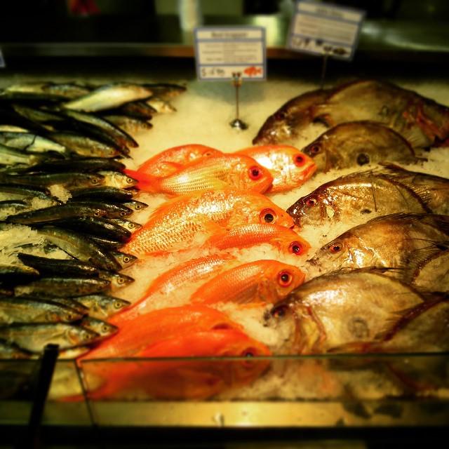 John-dory, Red Snapper and Yellow eyed Mullet <a href="/AucklandFishMkt/">Auckland Fish Market</a> 
What is your catch of the day?