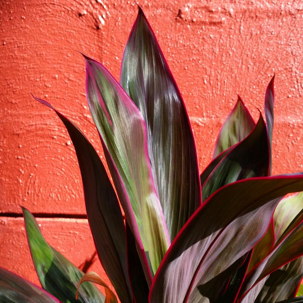 Florette_Melb's tweet photo. #Darwin is dominated by these beautiful earthy tones. #melbourneflorist #weddingflowers #wedding #flowers #holidays http://t.co/G9GQUj53W0