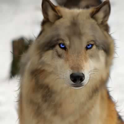 StormbornMoon tweet picture