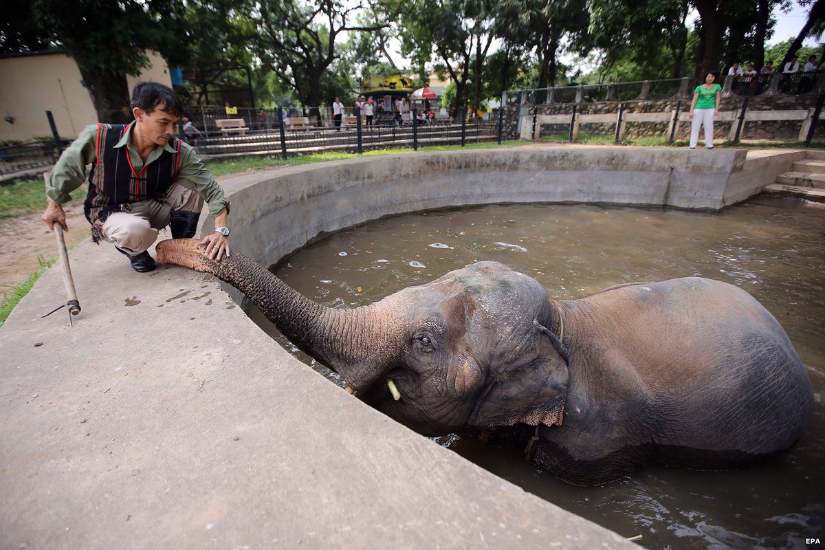 BBCIndonesia's tweet photo. Selamat hari Gajah Dunia!
#WorldElephantDay ditujukan untuk angkat perhatian atas nasib gajah Asia dan Afrika. http://t.co/xWsbWQlxze