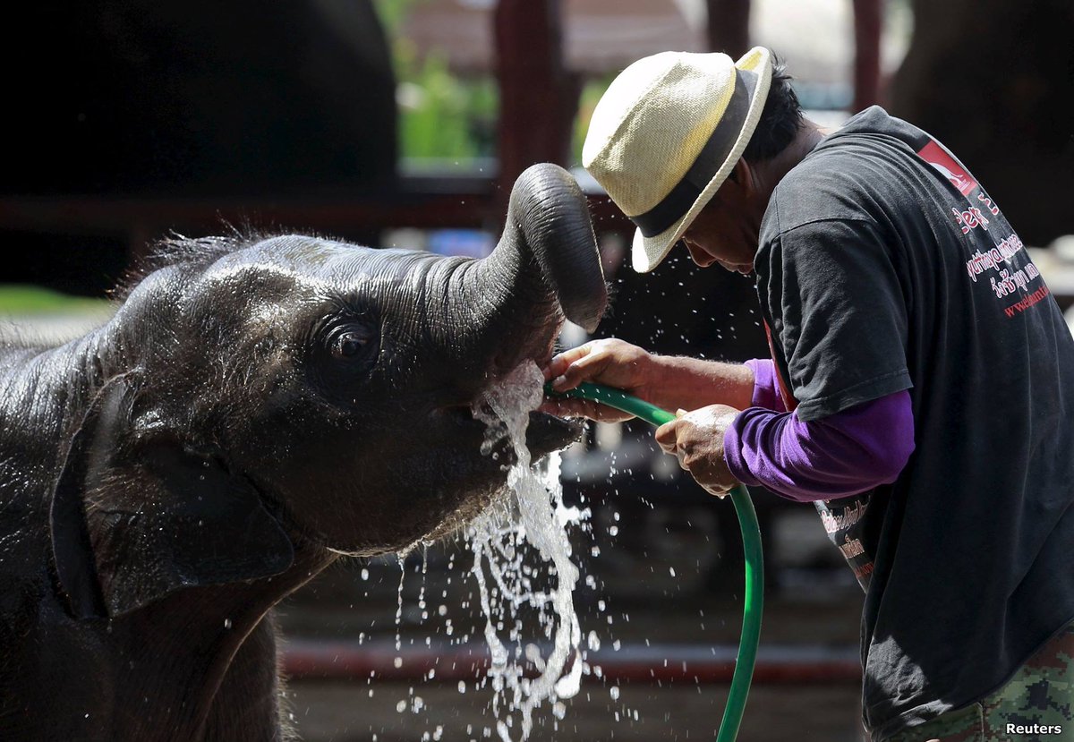 BBCIndonesia's tweet photo. Selamat hari Gajah Dunia!
#WorldElephantDay ditujukan untuk angkat perhatian atas nasib gajah Asia dan Afrika. http://t.co/xWsbWQlxze