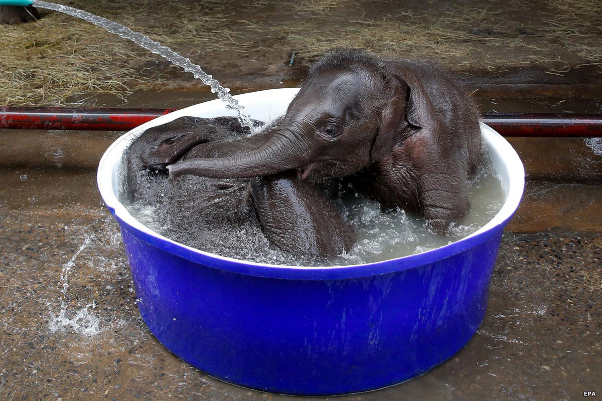 BBCIndonesia's tweet photo. Selamat hari Gajah Dunia!
#WorldElephantDay ditujukan untuk angkat perhatian atas nasib gajah Asia dan Afrika. http://t.co/xWsbWQlxze