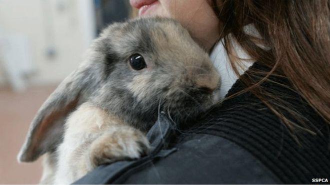 BBCHighlands's tweet image. Hundreds of pet rabbits suffering lonely lives, says @ScottishSPCA bbc.in/1Kh78My