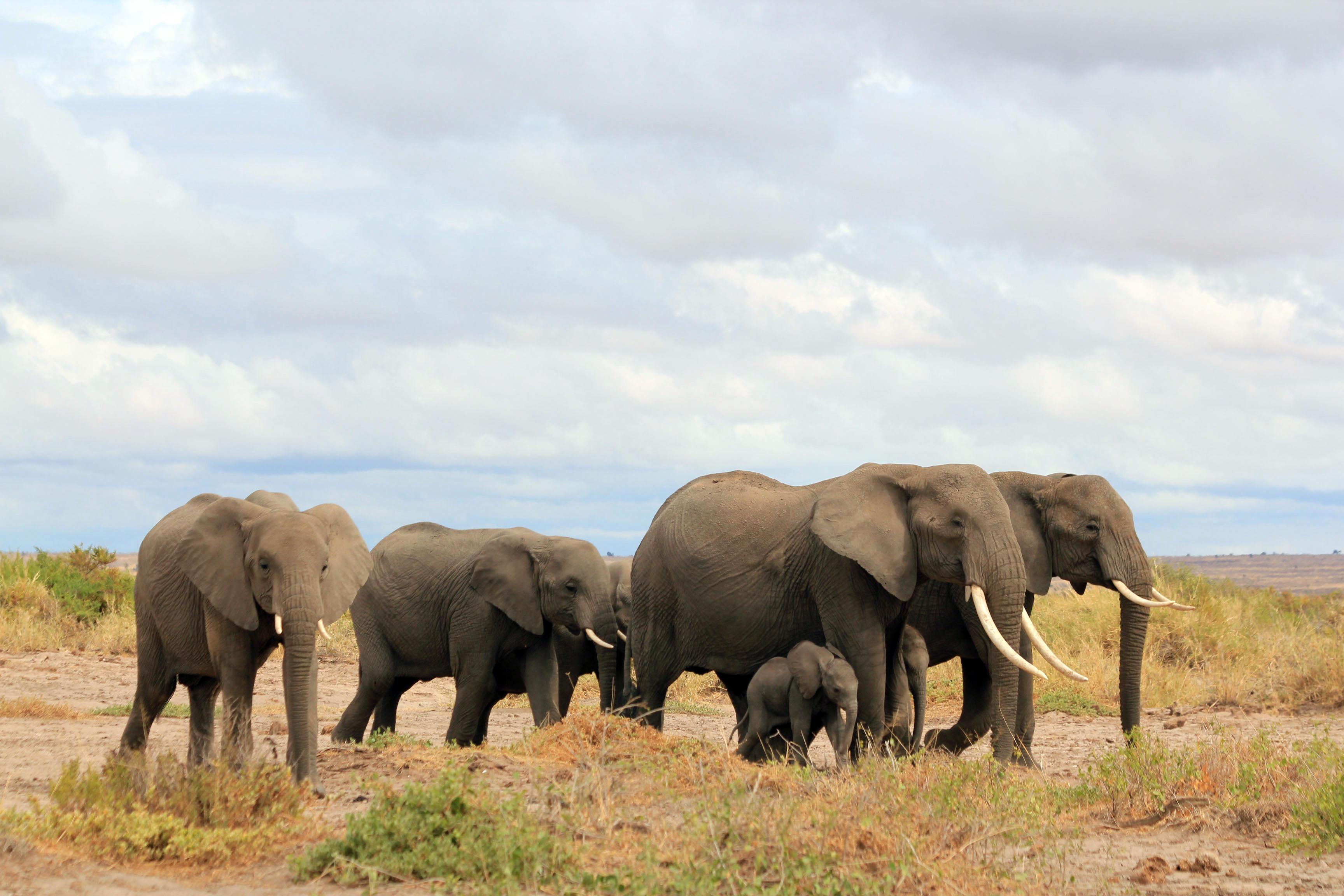 Kenya Wildlife Service on Twitter: elephant in a hurry can achieve a speed of 30kph (Usain Bolt's top speed in 2008 was 48.27kph) http://t.co/sx8VTJHWar" / Twitter