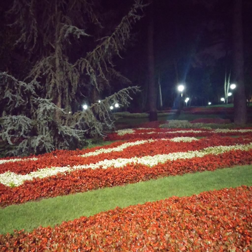 Emirga Korusundan Gece Manzaralari....