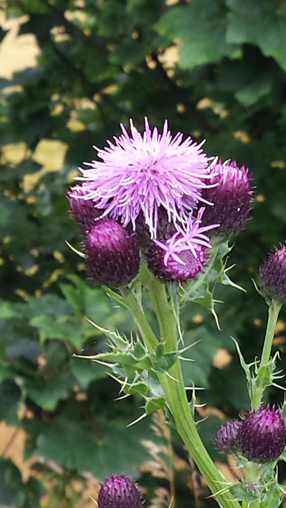 Something nice to start a challenging day over the mountains. Should be just over 200 miles left this evening