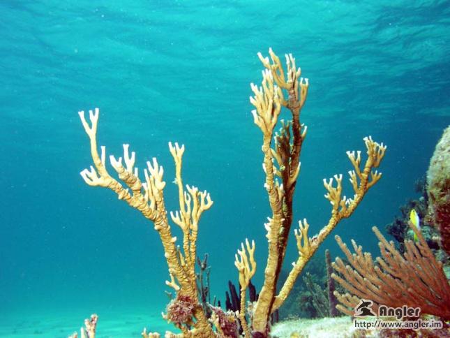 solotcom's tweet image. 6 Sea Creatures You Should Fear . More details, please visit Angler official website: angler.im/news/6x6RoYCA2…