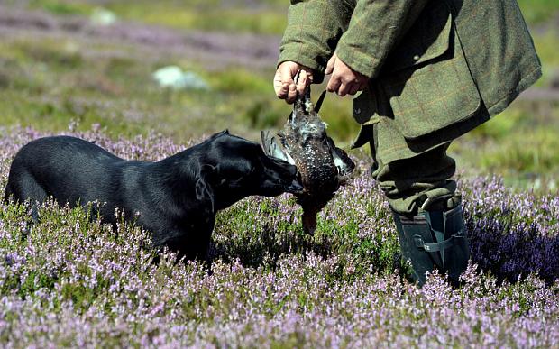 Gameandwildlife's tweet photo. Shoots criticised but Glorious Twelfth can show how managed moors bring 'real conservation’ http://t.co/TLdiodTeRp http://t.co/wL9Bf1wvBC