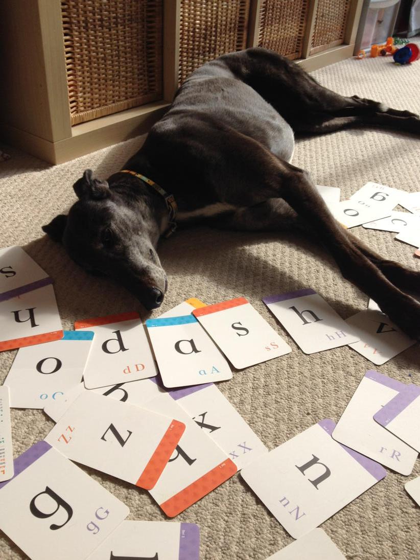 andrewdilger's tweet photo. Who said hounds aren't smart? http://t.co/1AjbRKGhpj