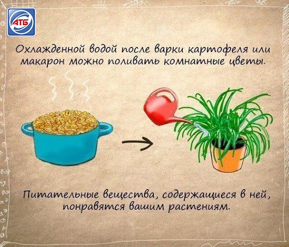 atb_market_tm's tweet image. Сохраните на заметку!

#АТБ #маркет #домашниерастения #уход #назаметку #полезно #стоитзнать #совет #рекомендация