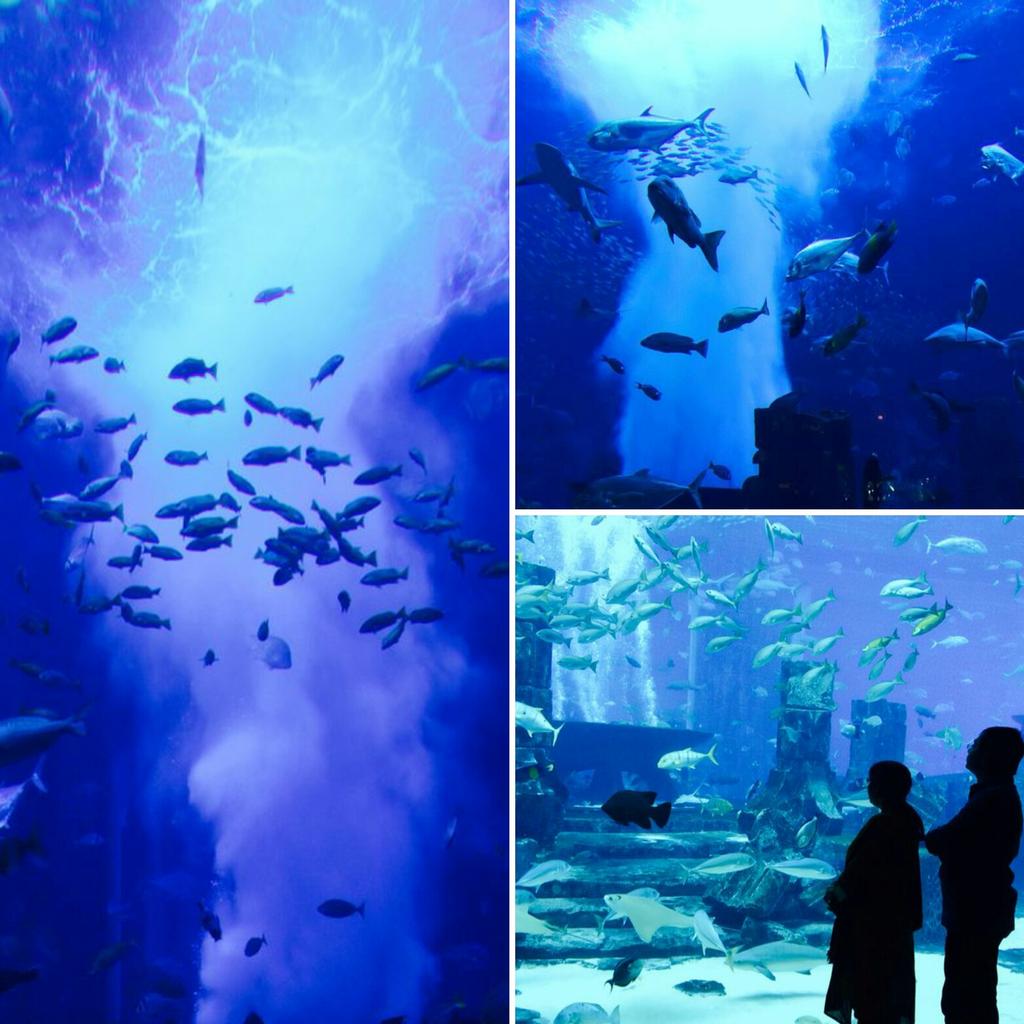 wanderlust_cony's tweet image. #Dubaidaires #thelostchamber #Atlantisthepalm #thrilling #Amazing #moment #experienceforaligetime
