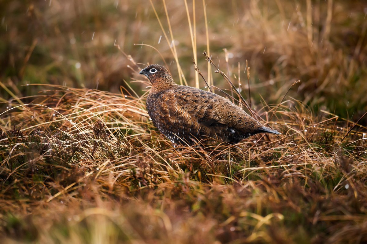 SportingSMag's tweet image. Hurrah! It is the Glorious Twelfth! Have you got any exciting plans for today?