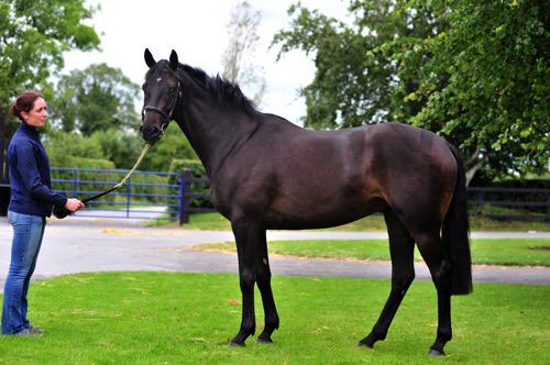 emilymacm's tweet photo. Lot 423 from Lambertstown Stud @tatts_ireland http://t.co/UTmcxDRG8z