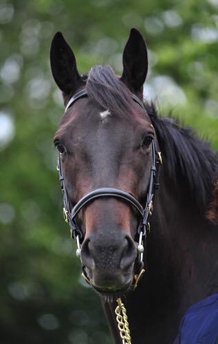 emilymacm's tweet photo. Lot 423 from Lambertstown Stud @tatts_ireland http://t.co/UTmcxDRG8z