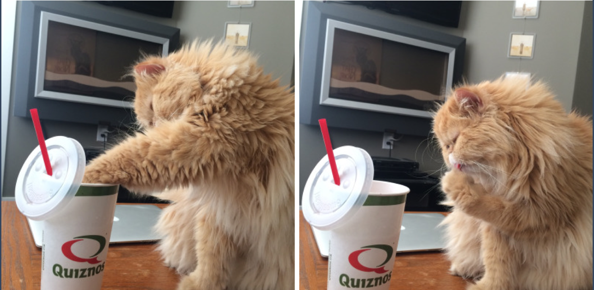 Kattenplaatjes (@kattenplaatjess) on Twitter photo 