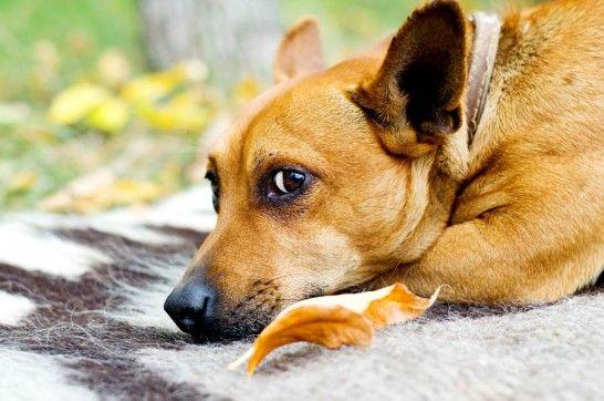 Aberrante: un #gato o #perro es abandonado cada 4 minutos en España. goo.gl/clCWzX Vergonzosa estadística.