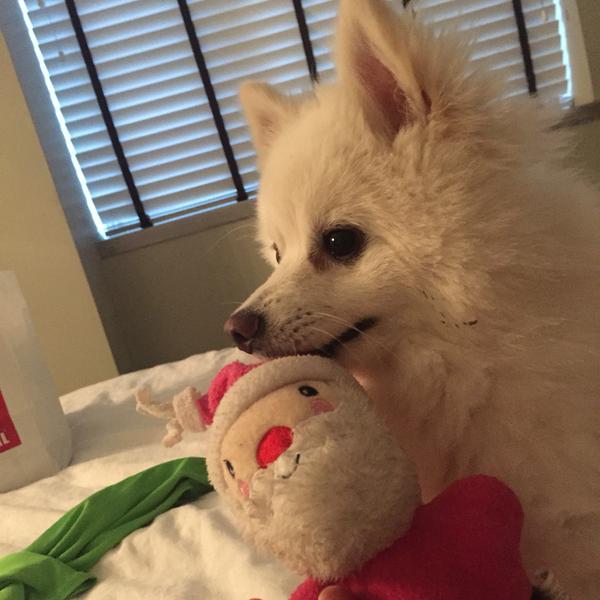 RockoTakoG's tweet image. Sorry @Lexithedog1 for stealing this toy. Thanks mom @chachigonzales for baby sitting me for almost a week from now.