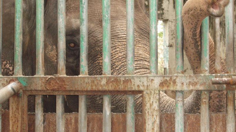 SoapnutShells's tweet photo. Help #MaliTheElephant isolated for 36 yrs in #Manilla :( Sign the Petition! https://t.co/jt36FrchPd #WorldElephantDay http://t.co/0oaNiMx4BQ