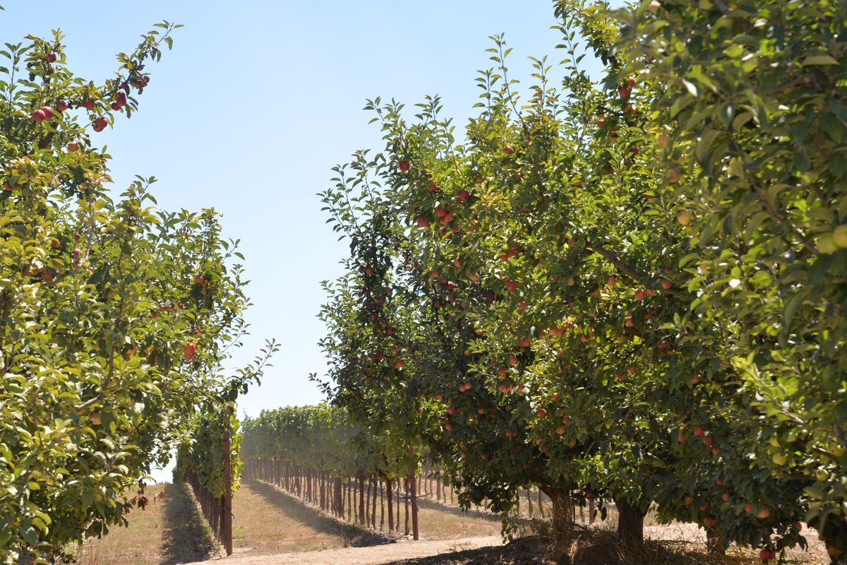 #SonomaCounty craft cider maker <a href="/devoto_orchards/">Devoto Cider</a> is changing how we think about cider. Their orchards are beautiful!