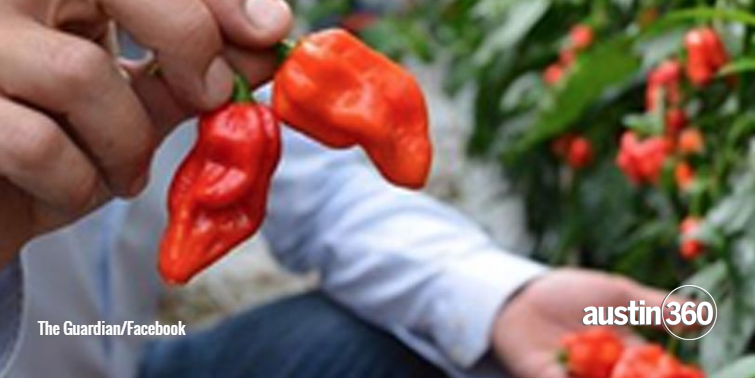 austin360's tweet image. The Komodo Dragon pepper measures 1.4 million Scoville units (jalapenos are at 2,500) atxne.ws/1DMLq5W