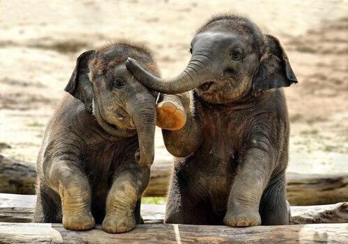 impetgroup's tweet photo. #WorldElephantDay http://t.co/c0nw5qfXOo