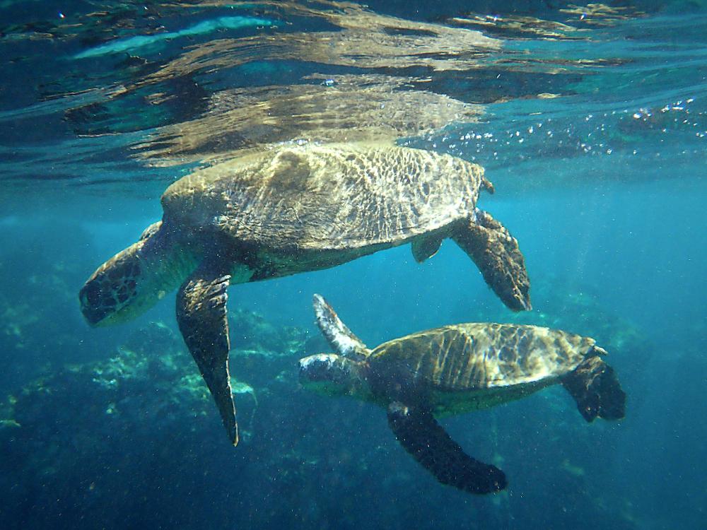 DrRob_Thacker's tweet image. More of the #Hapuna turtles. Shot with Olympus TG-4 - yup raw is worth it. Sensor noise is OK #photography
