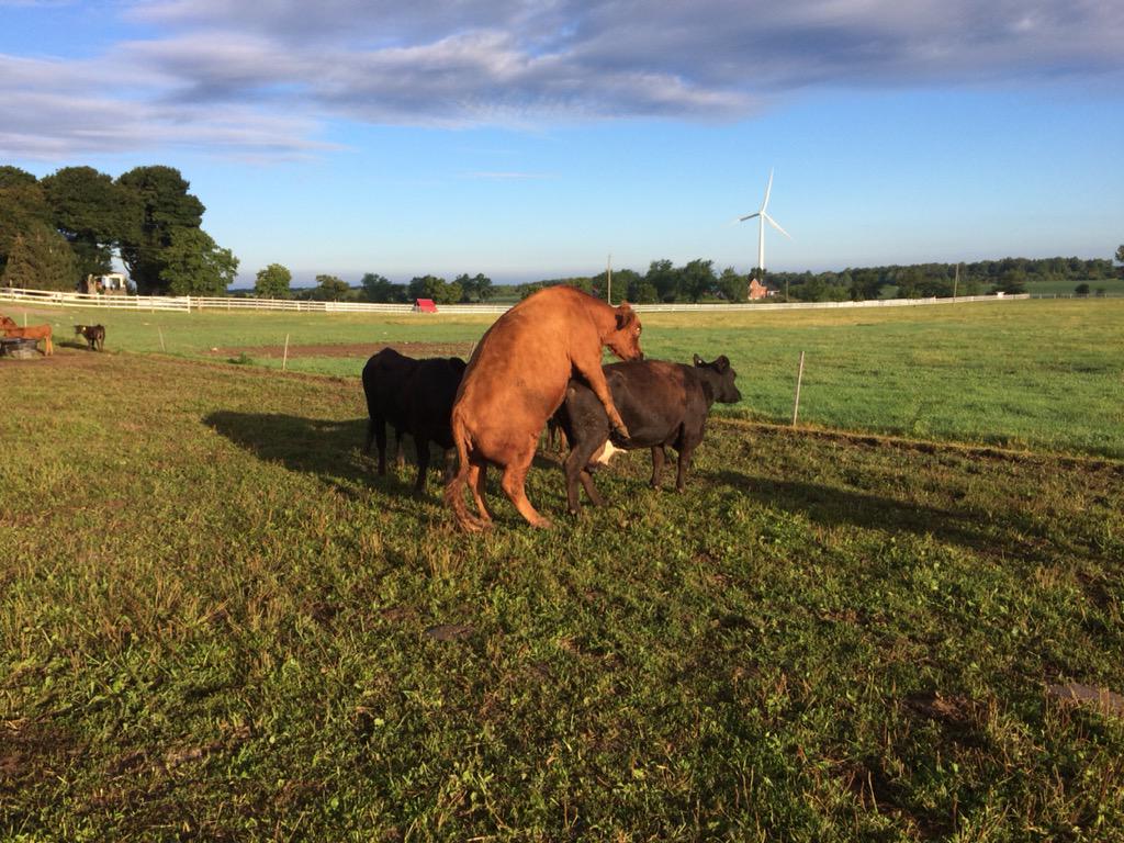 VGFarmTerm's tweet photo. It's breeding season! Watching cows for signs of heat this AM. Time to think about next years calves.  @VGMeats http://t.co/0DGElIIL7a