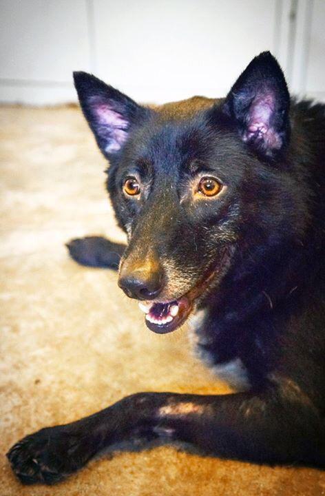 _OSCAS_'s tweet image. Gypsy