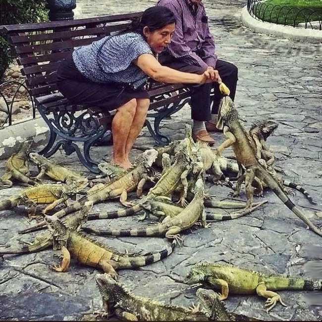 yisucrist's tweet photo. en mi puto barrio no alimentamos a palomas http://t.co/jWoZuA8P3Y