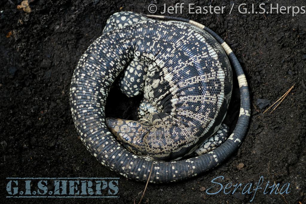thomasjeaster's tweet photo. Serafina settled in for the night. #gisherps #bluetegu #bluelizard #tegu #theteguphile #lizard http://t.co/id14atu8QS