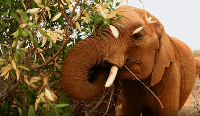 AnimalPlanet's tweet photo. Happy #WorldElephantDay! Celebrate with some adorable baby elephant videos! >> http://t.co/uoWsJ1pHyK http://t.co/kev0pBvAEl