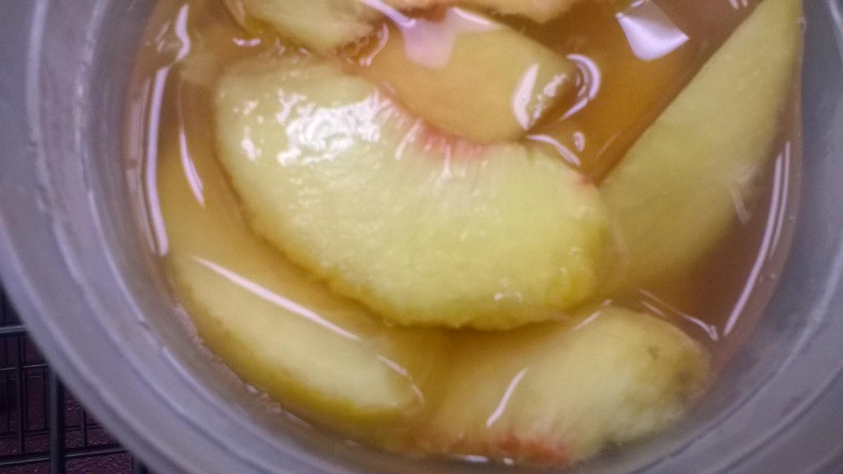 ChefDavidDunlap's tweet image. Prepping out new menu...elderflower pickled peaches
#quirkhotel