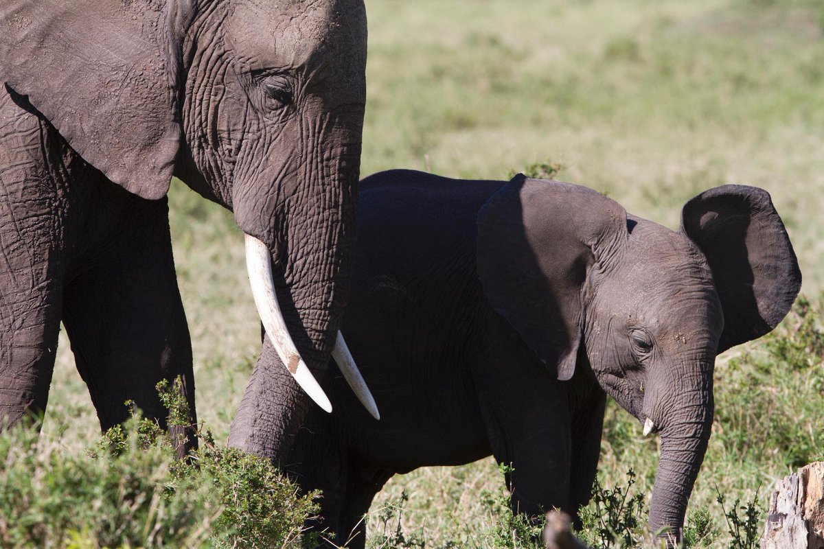 How Killing Elephants Finances Terror in Africa: on.natgeo.com/1HGfV8B #WorldElephantDay