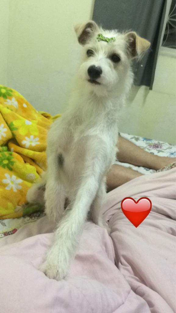 Linda e poderosa !!! Hahahahahaha #pipoca #dog