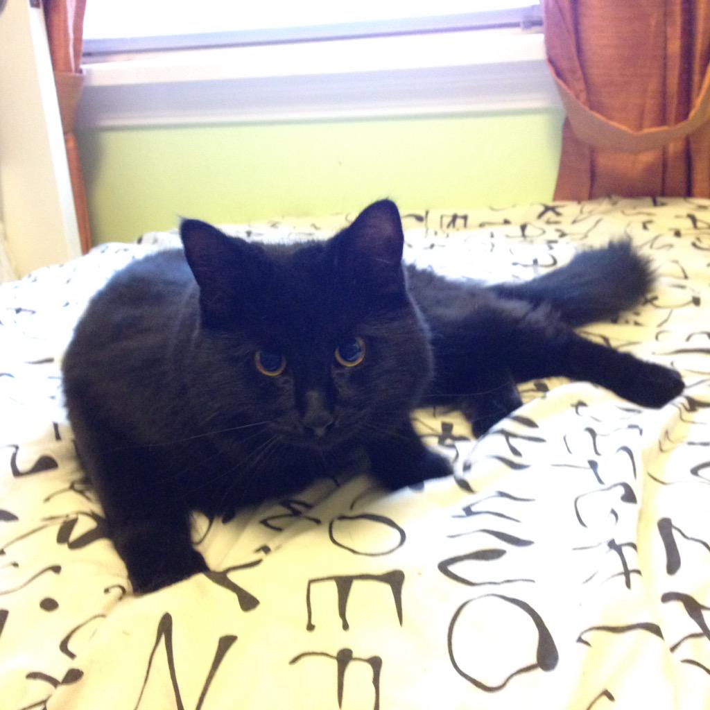 tbbruck's tweet photo. @nenshi @PetRecoveryYYC @YYCLostPet pls RT. found very friendly and meowy medium hair black cat today in Bankview. http://t.co/8tENVF5y1Z