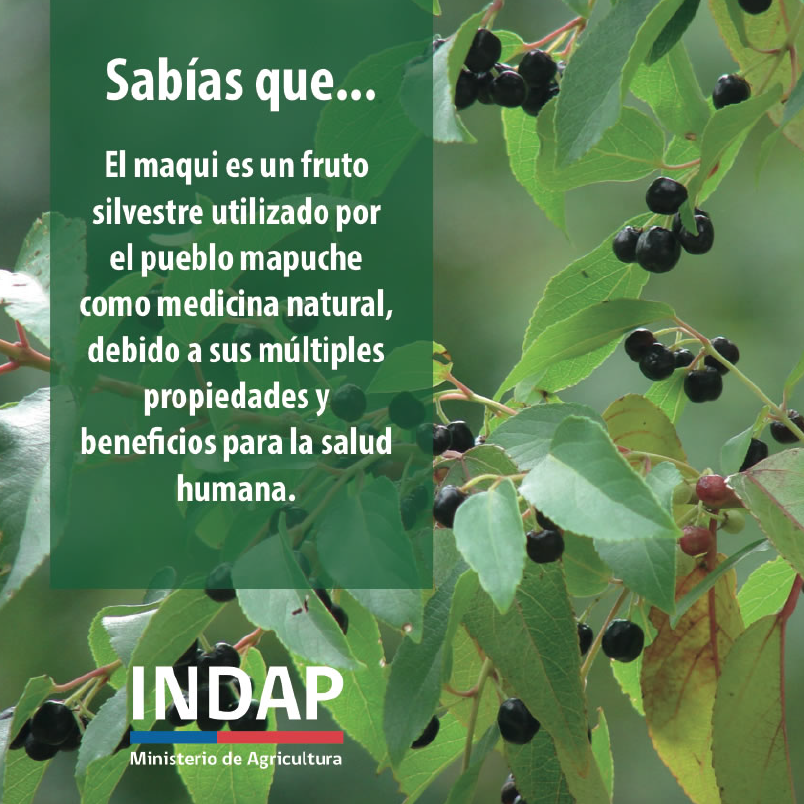 INDAP_Chile's tweet image. Sabías que el maqui es un fruto silvestre utilizado por el pueblo mapuche como medicina natural.