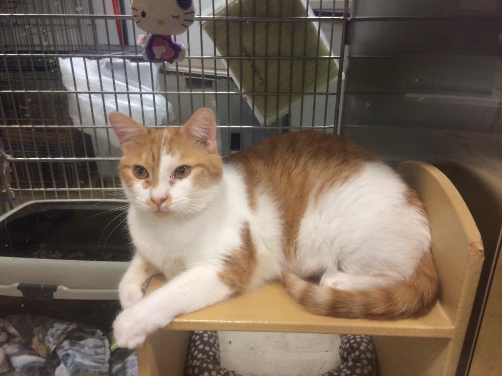 Schrody_Cat's tweet photo. The staff saw this adorable #Vanalike at #Petsmart - he needs a forever home. via #CatNetwork @vanalikes #Schrody http://t.co/DThZL687nB