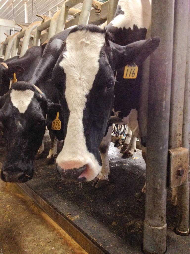 Our special twins' momma - #116, giving milk that will be bottle fed to her precious little girls.