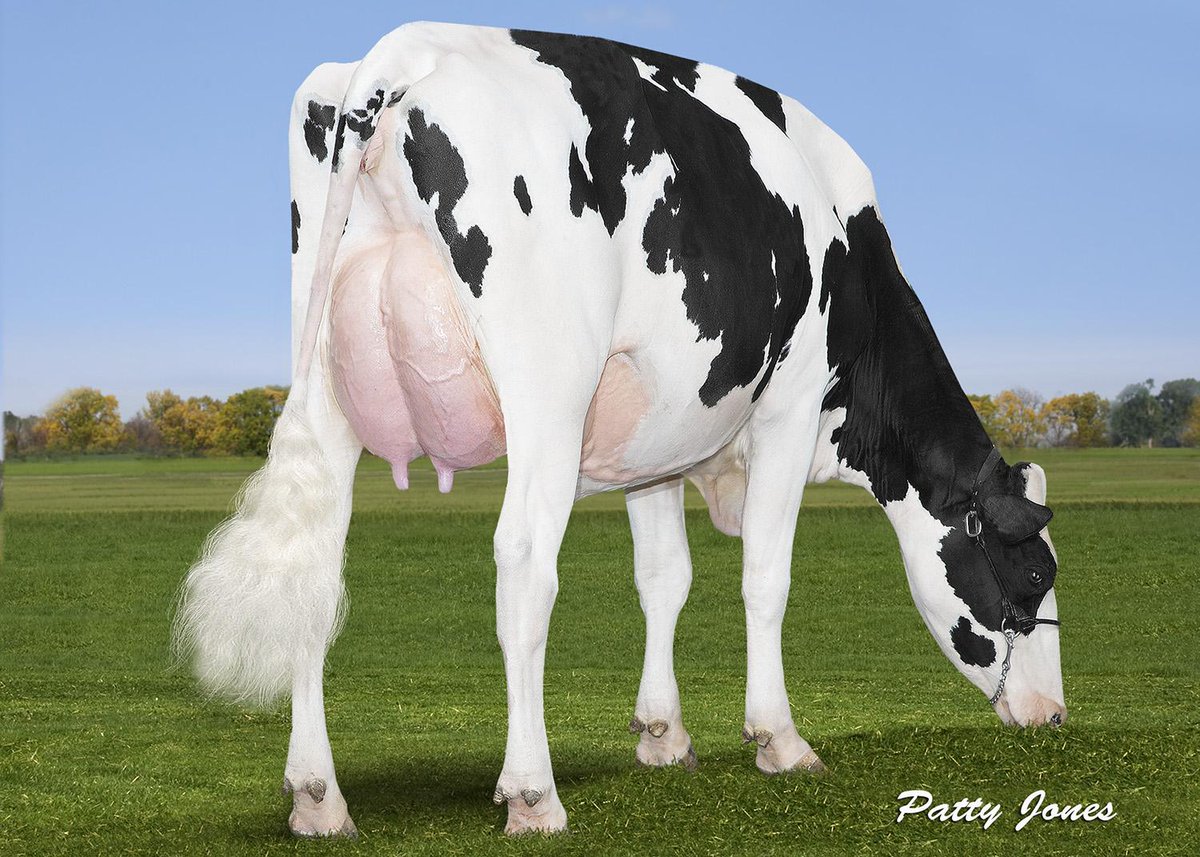 Did you know? FG's new bull Dupasquier #PRIZIM is from the #39 LPI cow in the world! 
OConnors Last Hope VG-87