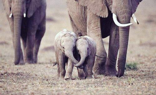 tayylorr21's tweet photo. It's #WorldElephantDay and that makes me so happy! 😊🐘💕 http://t.co/3tz7IA0jJD