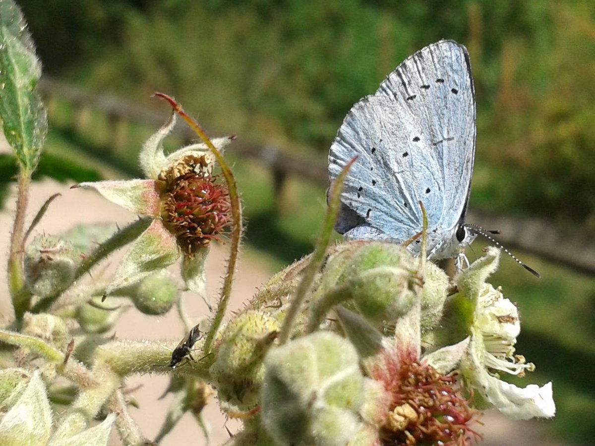 WM_Butterflies's tweet photo. Holly Blue at Hill Hook Nature Reserve. http://t.co/i8532a8qWO