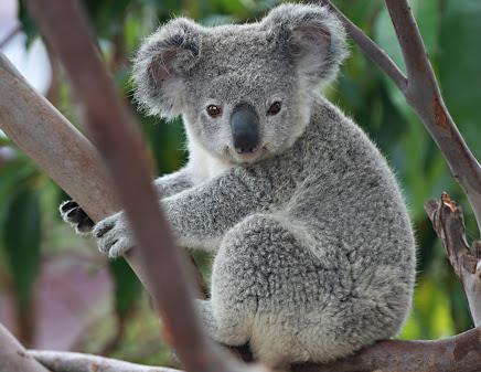 /mengirim 1 Koala untuk @chromaticblue dan 1 untuk @Michaeljoshu/ 

Note: Jangan nyerah /koalahugs/