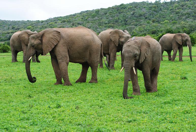 Yahoo's tweet photo. Tech companies, nonprofits team up to help the prevent illegal ivory trade http://t.co/UXw6L7iDd3 #WorldElephantDay http://t.co/bgAEP3JGKb